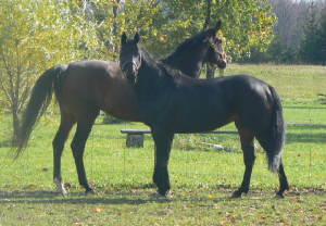damagehorseshow016.jpg