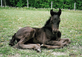 scan001001.jpg